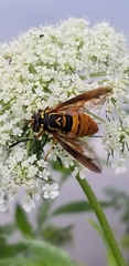 Spilomyia alcimus