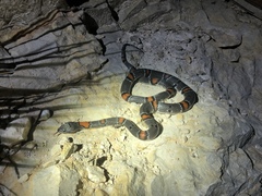 Lampropeltis alterna