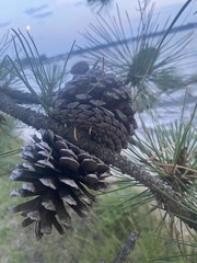 Pinus