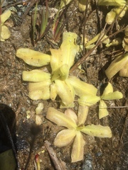 Pinguicula macroceras