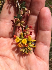 Acmispon junceus junceus