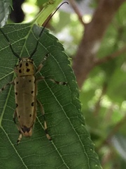 Saperda ocelota