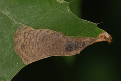 Coptotriche castaneaeella