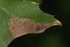 Coptotriche castaneaeella