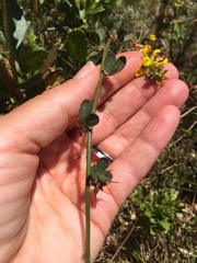 Acmispon junceus junceus