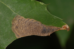 Coptotriche castaneaeella