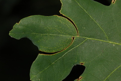 Attelabinae