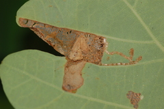 Acrocercops albinatella