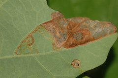 Acrocercops albinatella