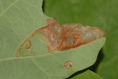 Acrocercops albinatella