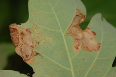 Acrocercops albinatella