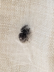 Phidippus audax