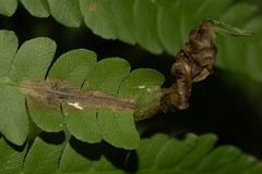 Chirosia filicis
