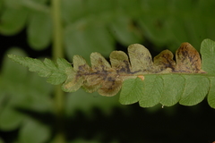Chirosia filicis