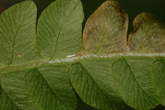 Chirosia filicis