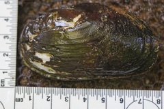 Unionoidea