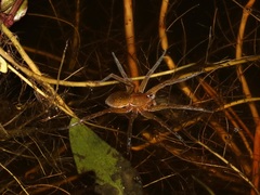 Dolomedes horishanus