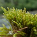 Hygrohypnum Moss - Photo no rights reserved, uploaded by Randal