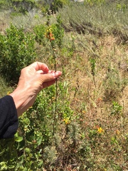 Acmispon junceus junceus