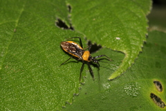 Biasticus flavinotus
