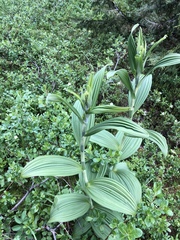 Veratrum viride eschscholtzianum