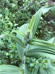 Veratrum viride eschscholtzianum