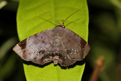 Mecodina albodentata