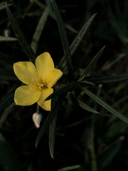 Talinum polygaloides