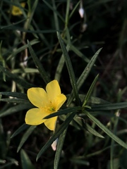 Talinum polygaloides