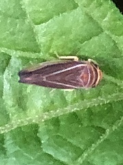 Idiodonus kennicotti