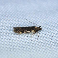 Chionodes thoraceochrella