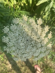Daucus carota
