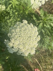 Daucus carota