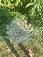 Daucus carota