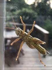 Melanoplus differentialis