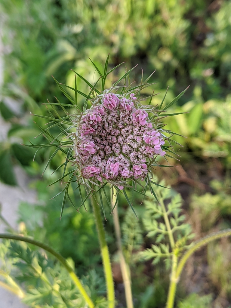 Carrot foliage growing in soil