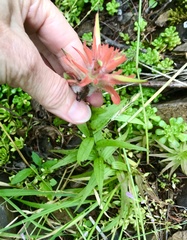 Castilleja hispida