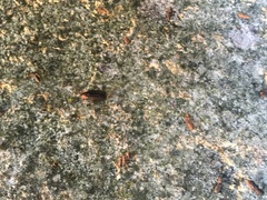 Lucidota atra
