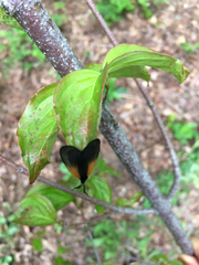 Pyromorpha dimidiata