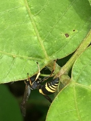 Euodynerus dantici violaceipennis