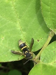 Euodynerus dantici violaceipennis