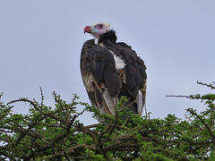 Trigonoceps occipitalis