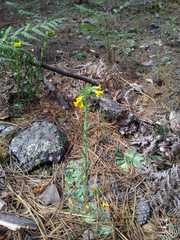 Lithospermum obovatum