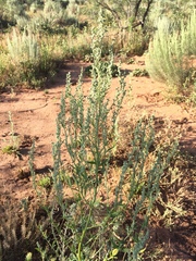 Chenopodium desiccatum leptophylloides
