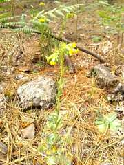 Lithospermum obovatum