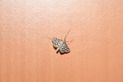 Elophila ekthlipsis