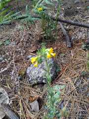 Lithospermum obovatum