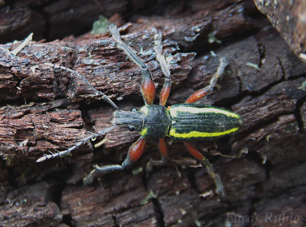 Naupactus sulphurifer