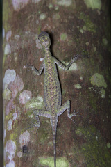 Draco melanopogon