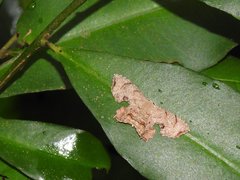 Dysaethria fulvihamata